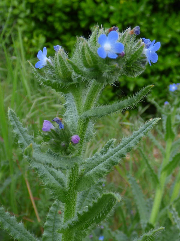 Anchusa arvensis